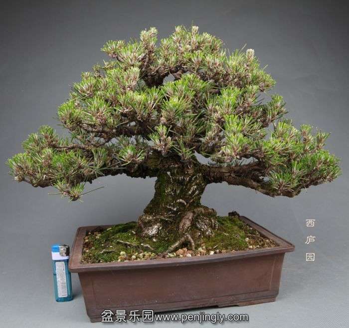 bonsai14050204.jpg