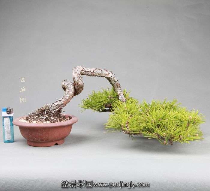 bonsai14050213.jpg