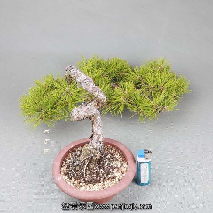 bonsai14050214.jpg