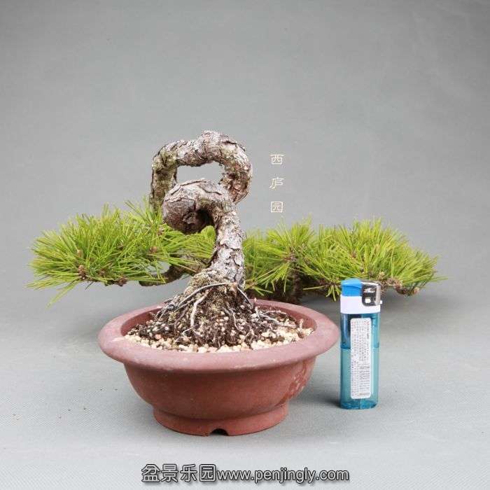 bonsai14050215.jpg