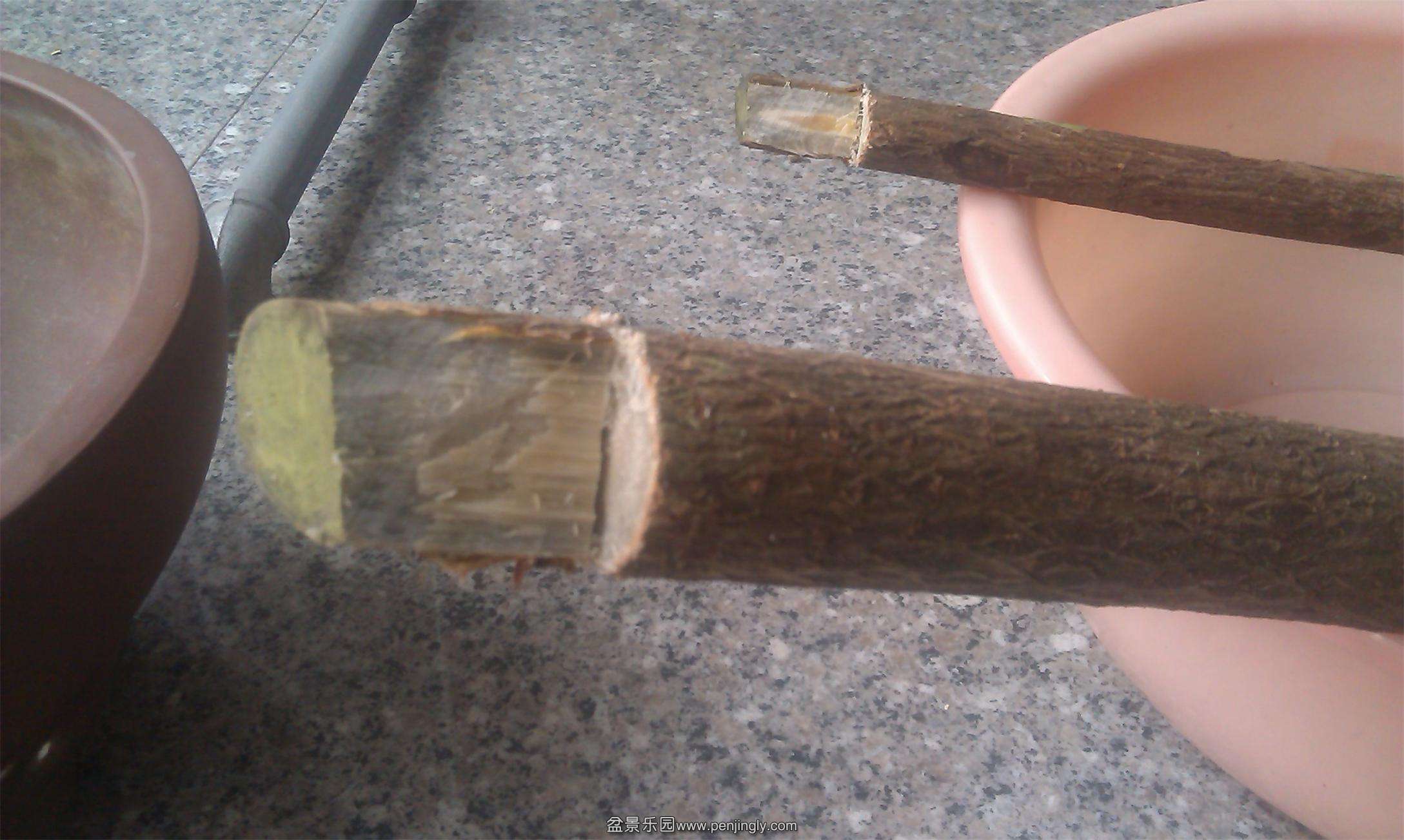IMAG0395.jpg