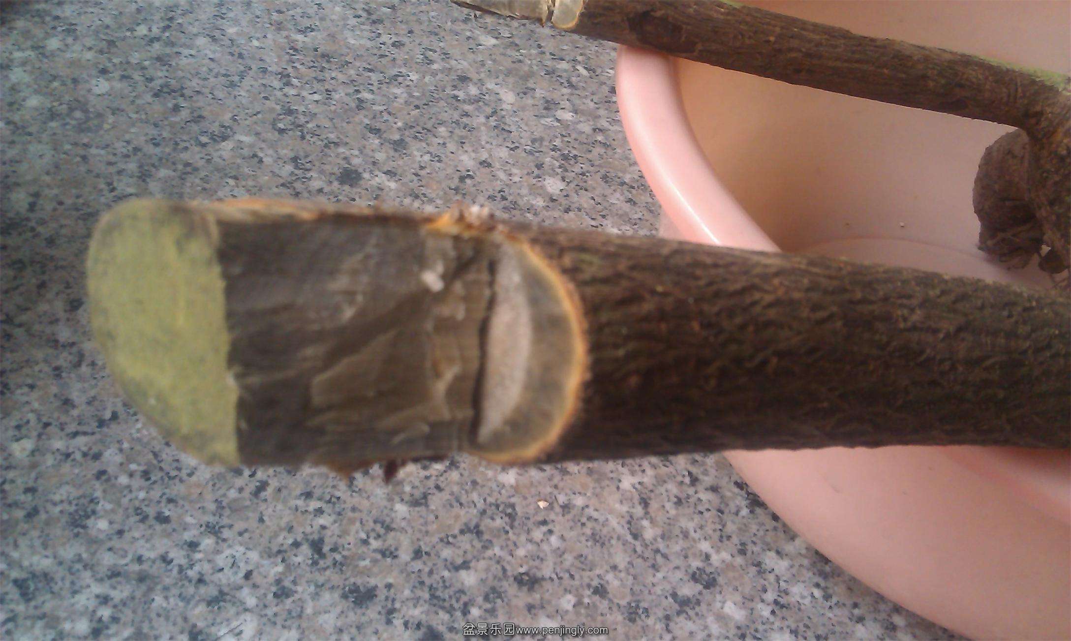IMAG0399.jpg