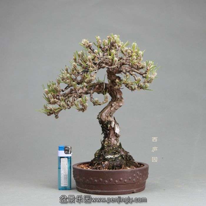 bonsai14050406.jpg