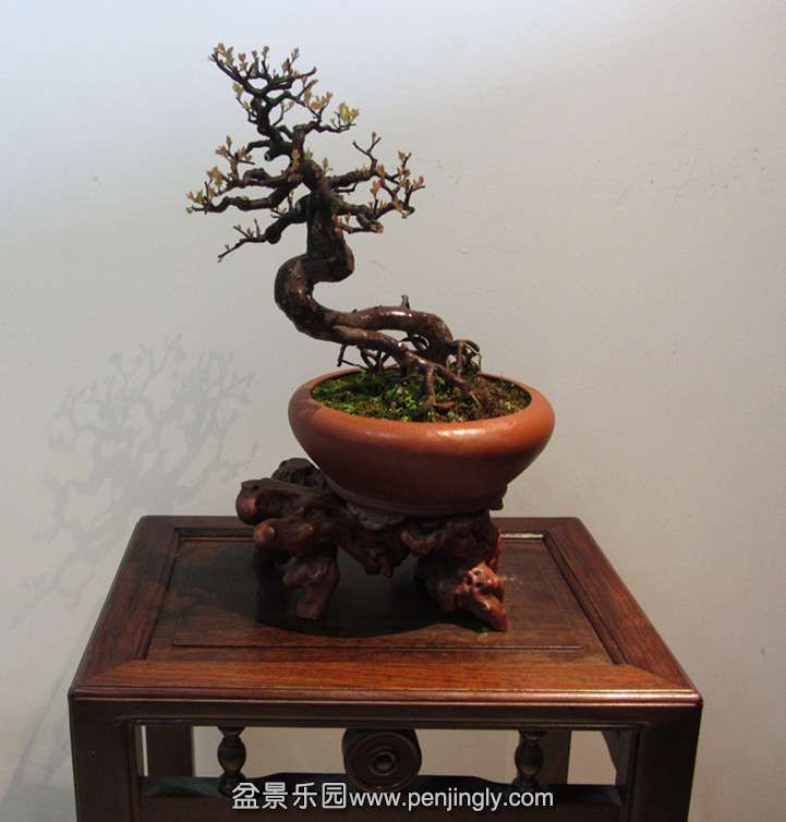 金陵雅韵.jpg