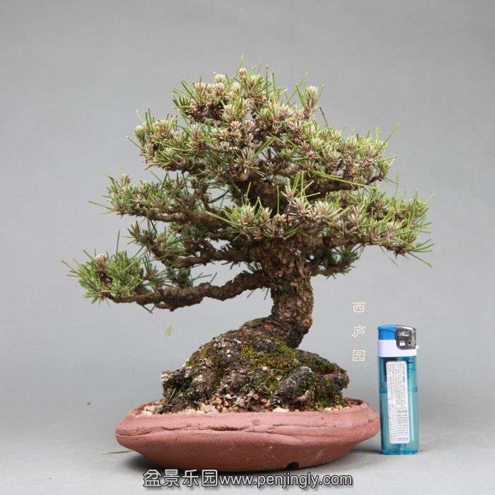 bonsai14050505.jpg