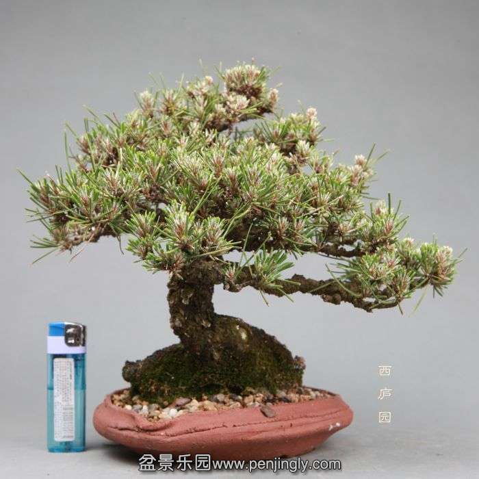 bonsai14050508.jpg