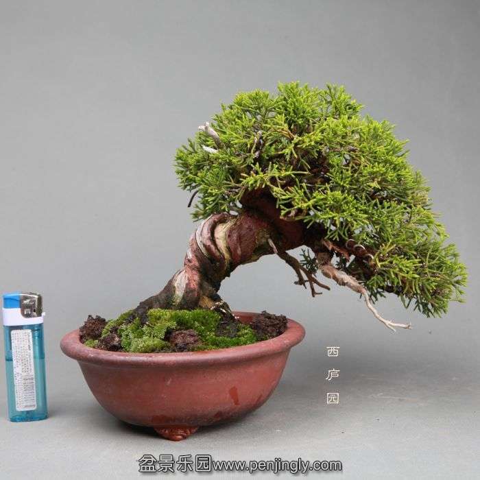 bonsai14050517.jpg