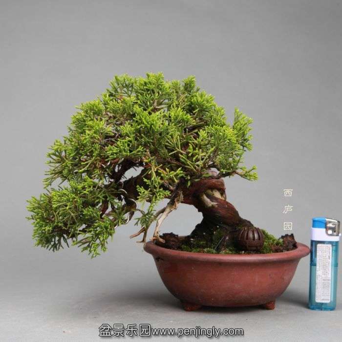 bonsai14050515.jpg