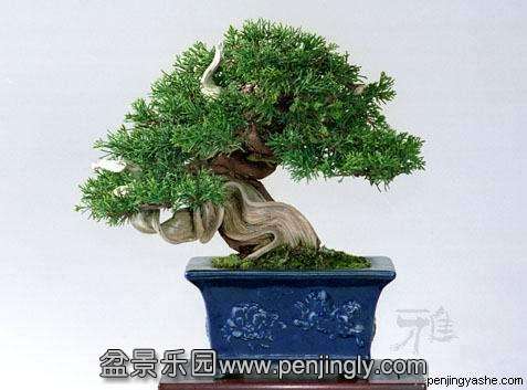 xiaoxing-penjing-l-7.jpg