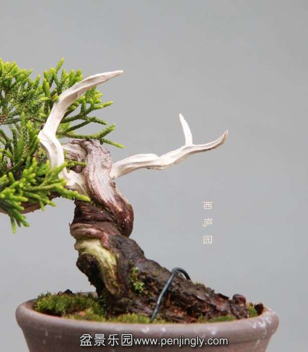 bonsai1405092.jpg