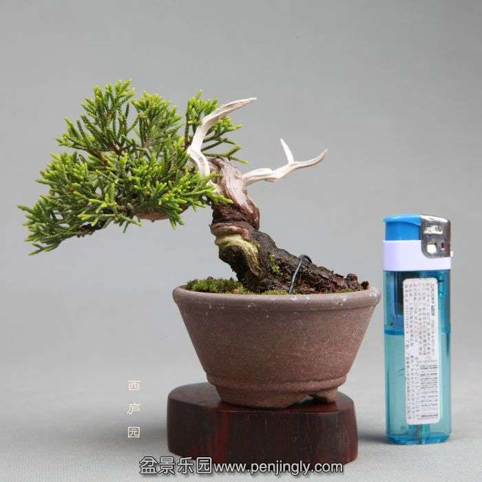 bonsai1405093.jpg