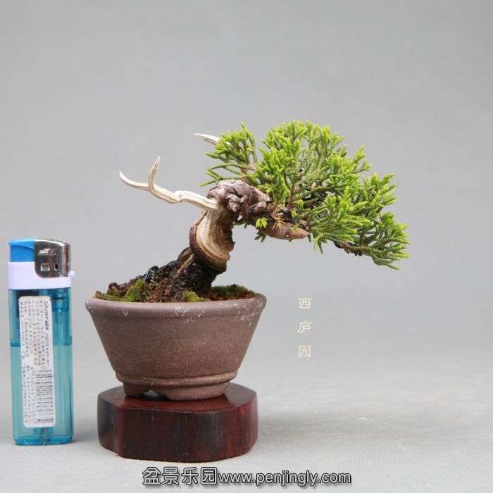 bonsai1405094.jpg