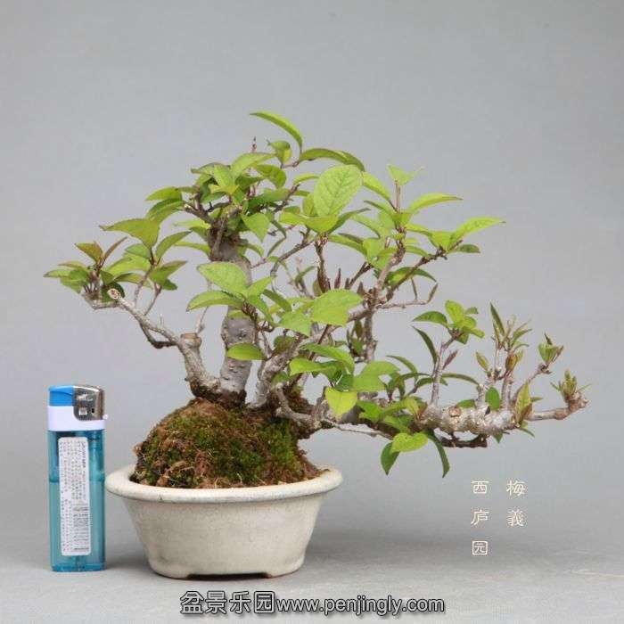 bonsai1405101.jpg