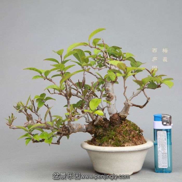 bonsai1405103.jpg