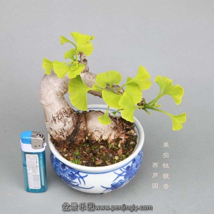 bonsai1405105.jpg