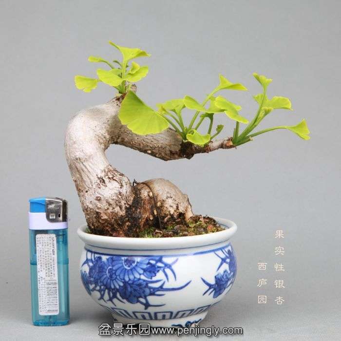 bonsai1405104.jpg