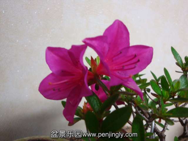 DSC08200.JPG