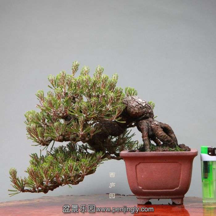 bonsai14051102.jpg