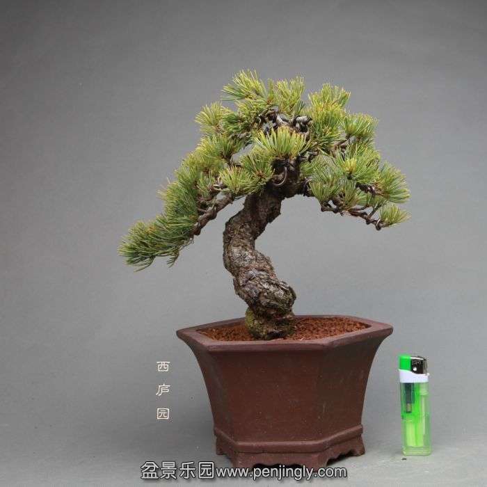 bonsai14051109.jpg