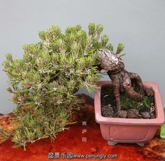 bonsai14051103.jpg