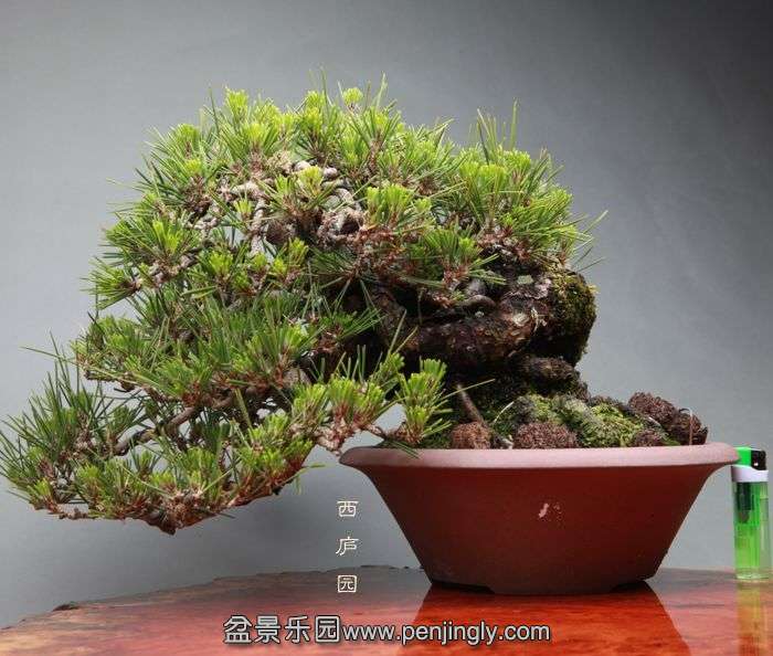 bonsai14051104.jpg