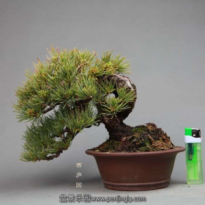 bonsai14051112.jpg