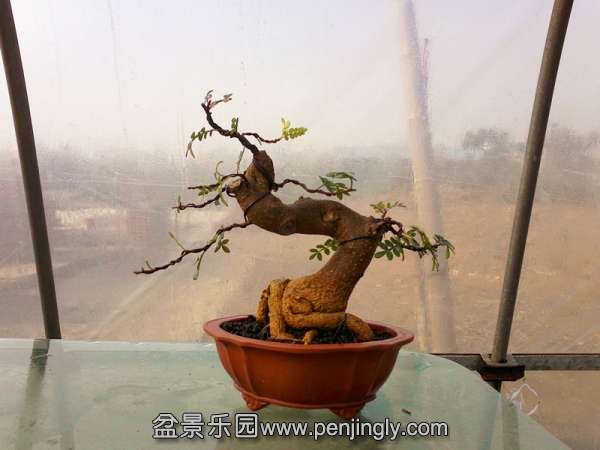 113822wnpcii8o087i8bgc_jpg_thumb.jpg