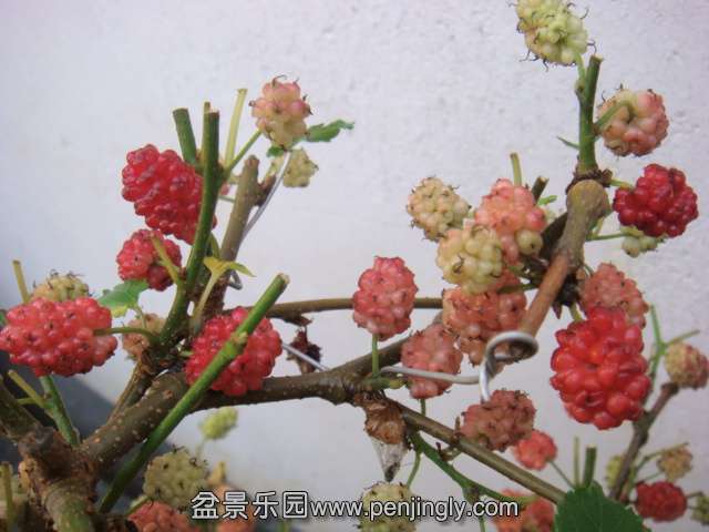 DSC09264.JPG