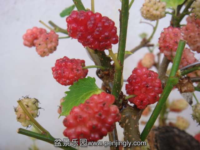 DSC09265.JPG