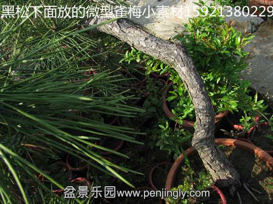 STQ_0872.JPG