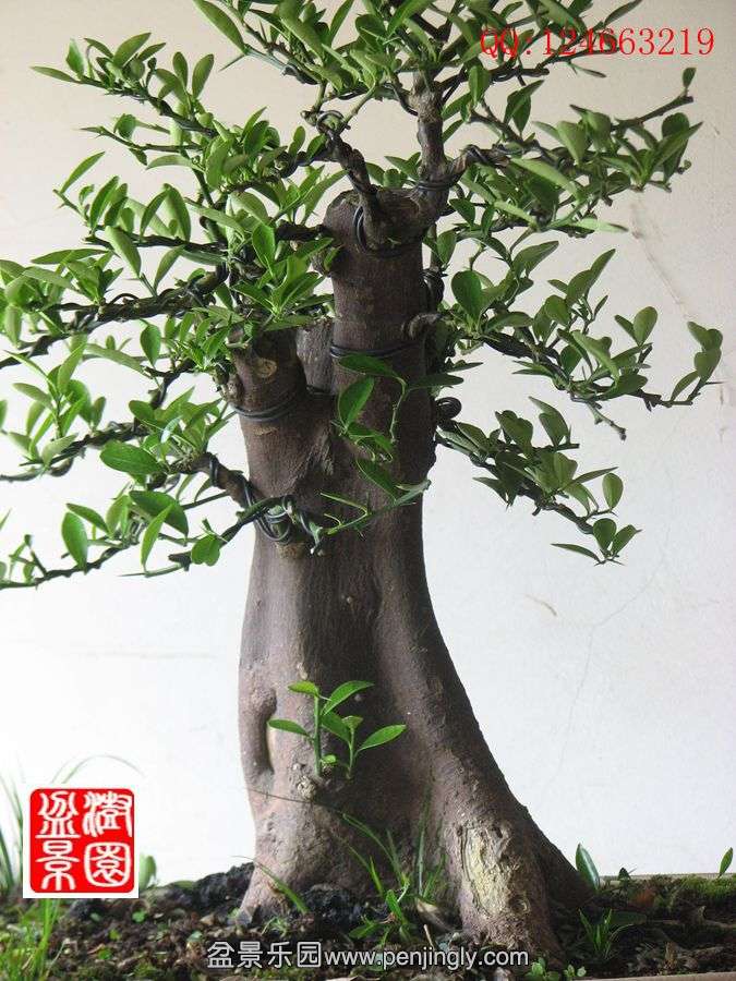 IMG_1223_.jpg