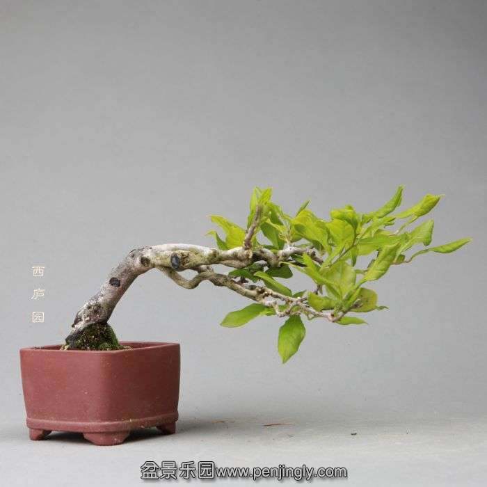 bonsai14051301.jpg