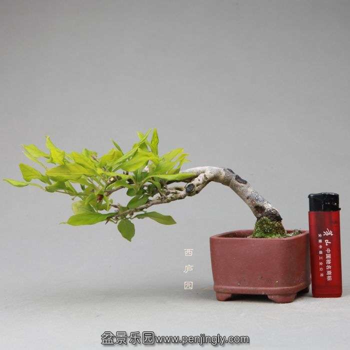 bonsai14051303.jpg