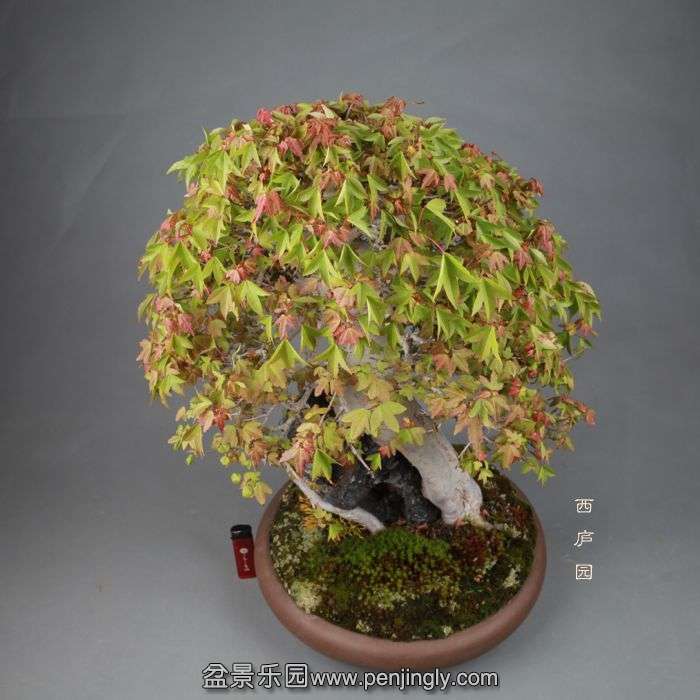 bonsai14051304.jpg