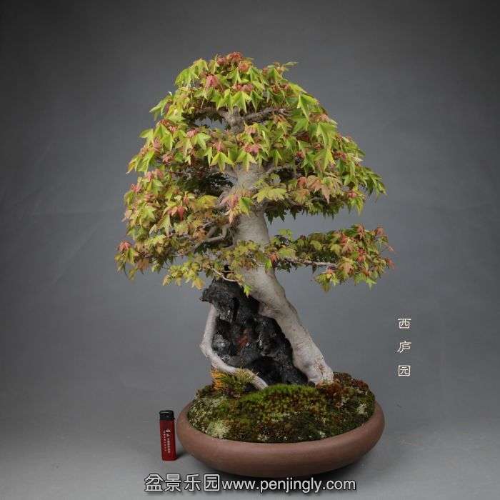 bonsai14051306.jpg