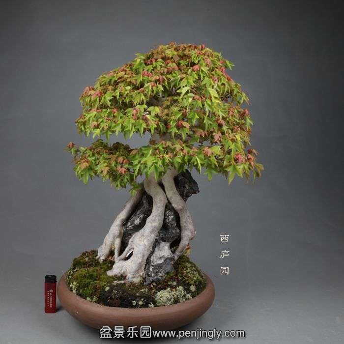 bonsai14051307.jpg