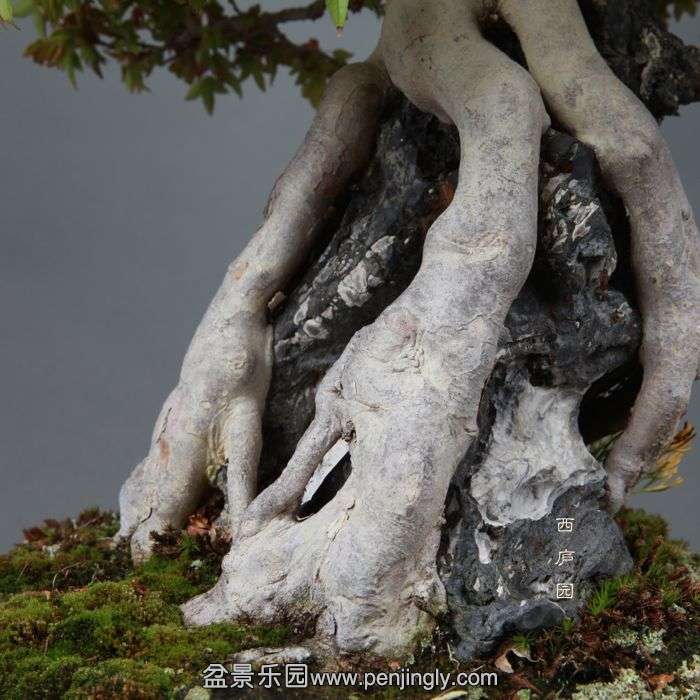 bonsai14051308.jpg