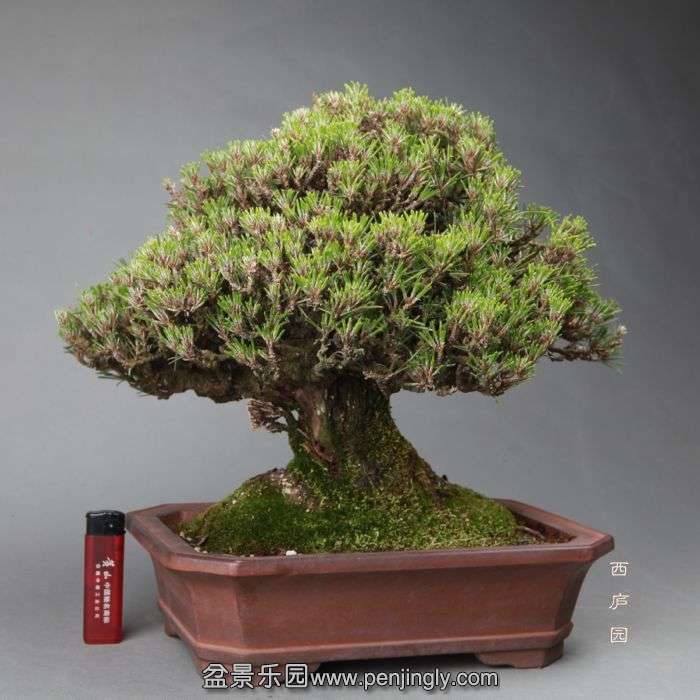 bonsai14051311.jpg