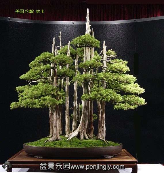 Goshin-bonsai.jpg