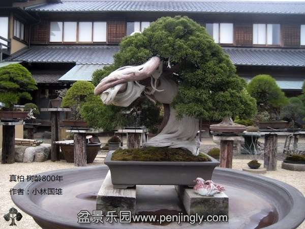 kunio-kobayashi-bonsai.jpg