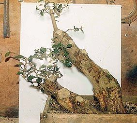 privet_slideshow1.jpg