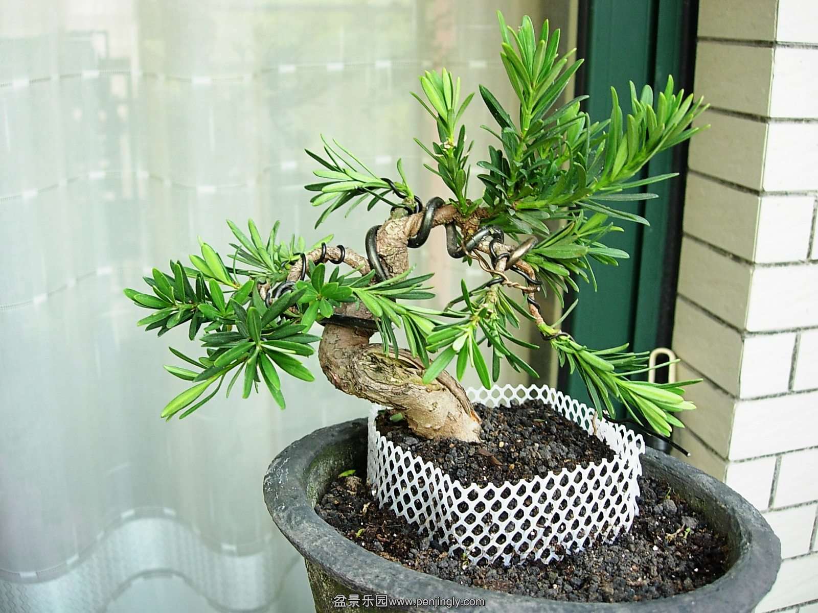 DSCN9920_conew1.jpg
