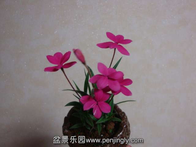 DSC08215.JPG