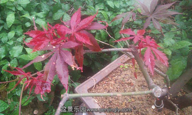 IMAG0152.jpg