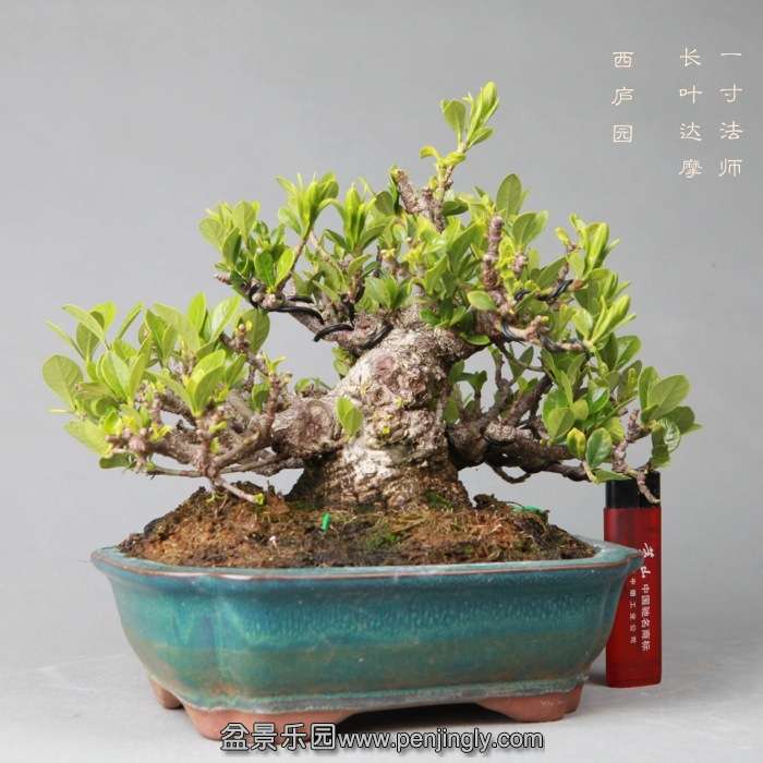 bonsai14051904.jpg