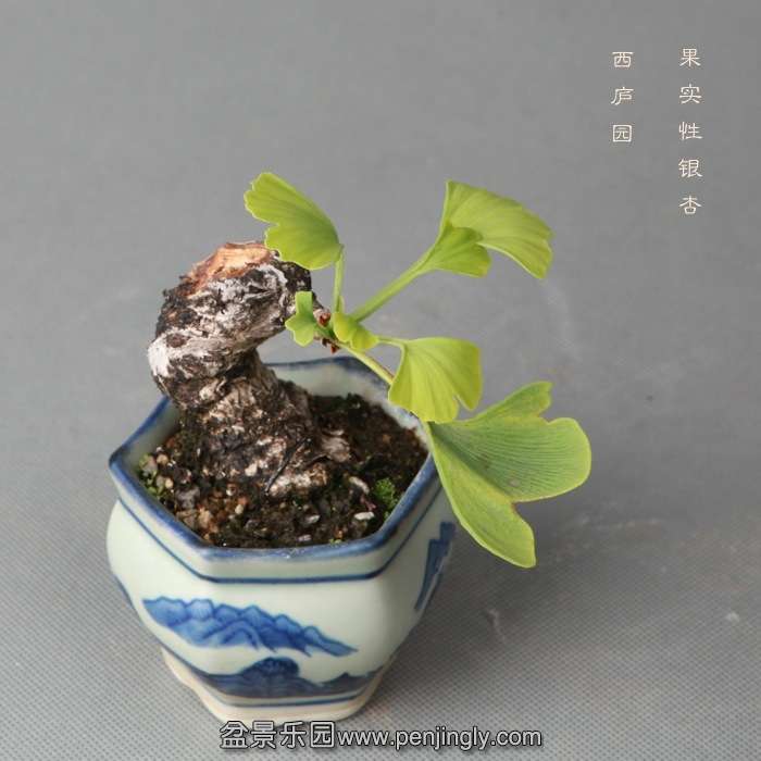 bonsai14051908.jpg