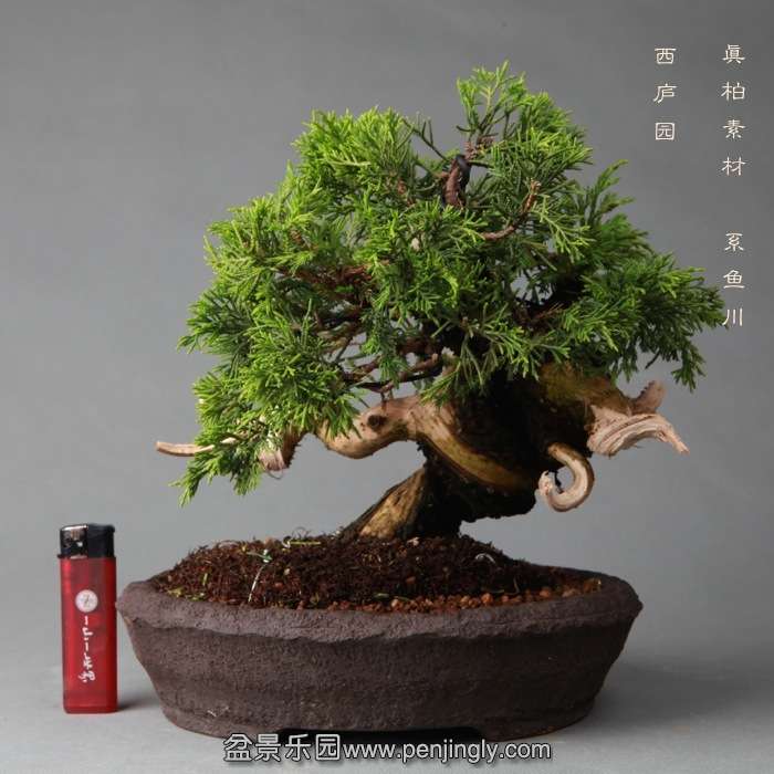 bonsai14051909.jpg