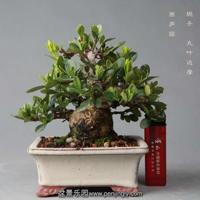 bonsai14051917.jpg