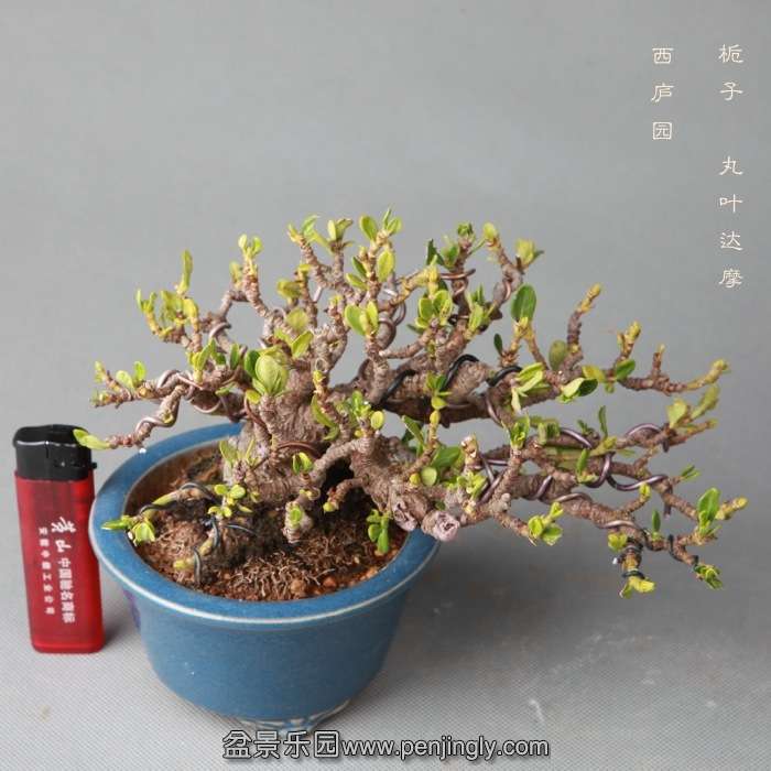 bonsai14051919.jpg