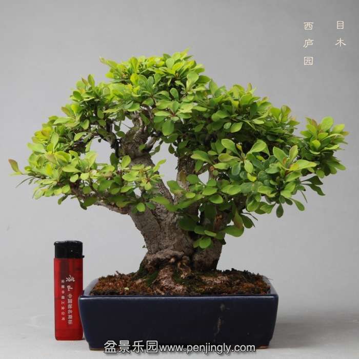 bonsai14051920.jpg